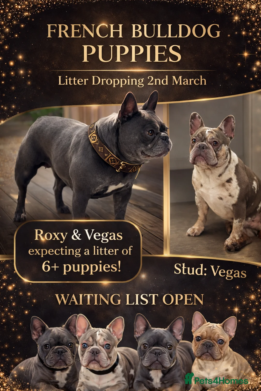 French Bulldog dogs for sale: Puppies Due 2nd March | Waiting List Open - Advert 1