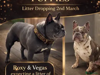 French Bulldog dogs Puppies Due 2nd March | Waiting List Open - Advert 7