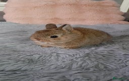 Netherland Dwarf rabbits for sale: Baby rabbits  - Image 3
