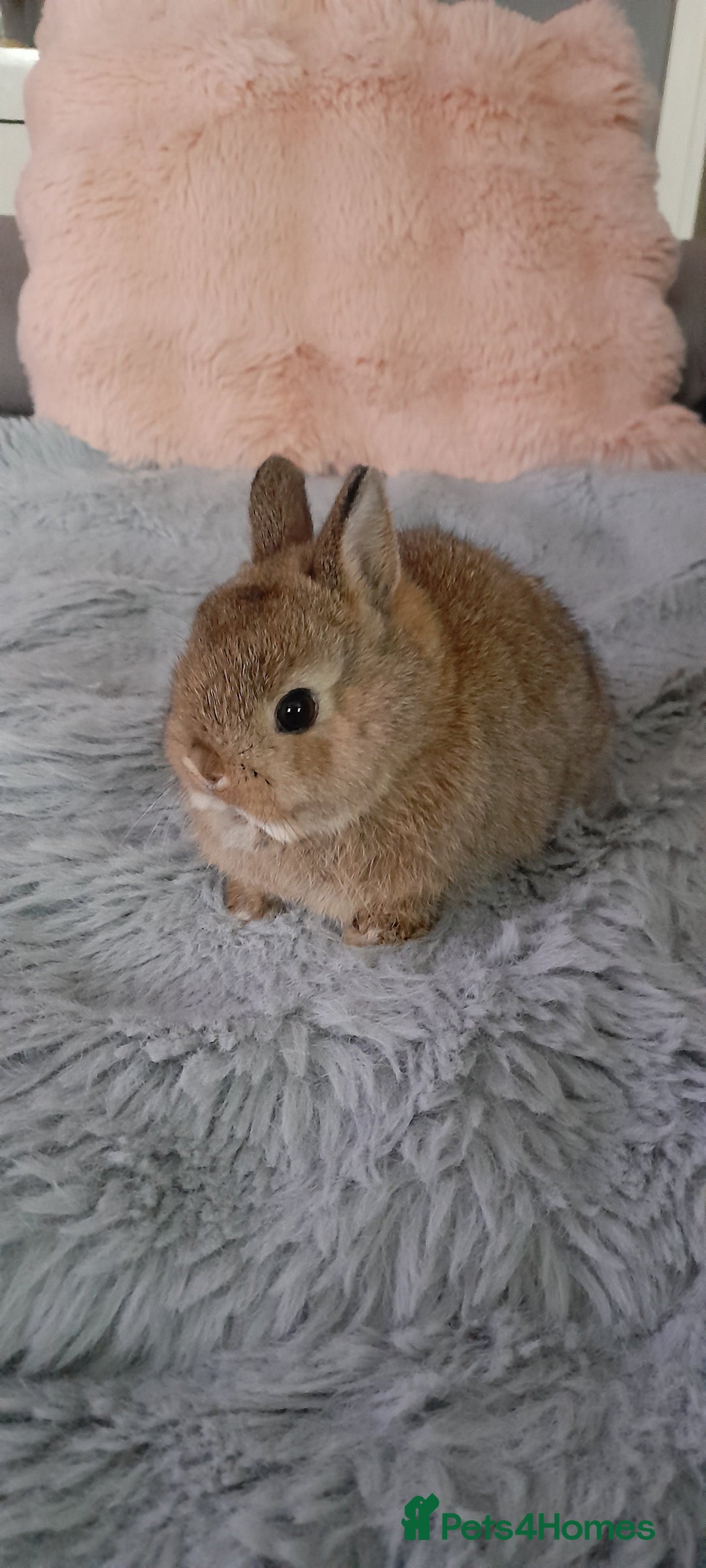 Netherland Dwarf rabbits for sale: Baby rabbits  - Image 3