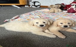 Golden Retriever dogs for sale: Golden retriever puppies  - Image 11