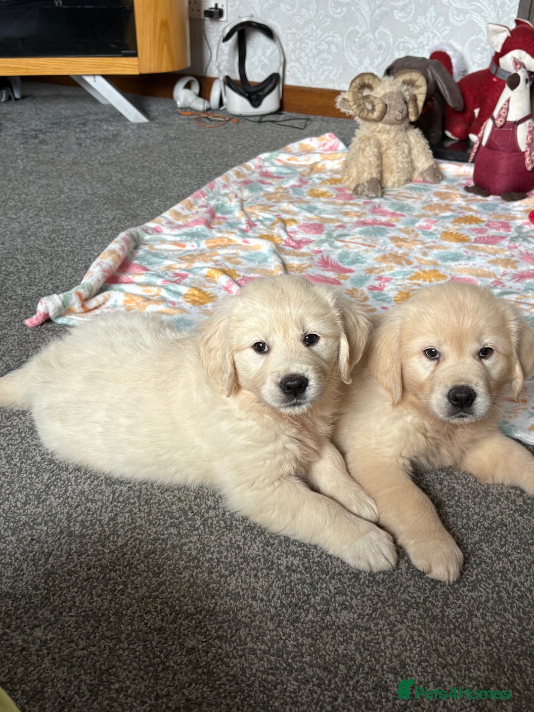 Golden Retriever dogs for sale: Golden retriever puppies  - Image 11