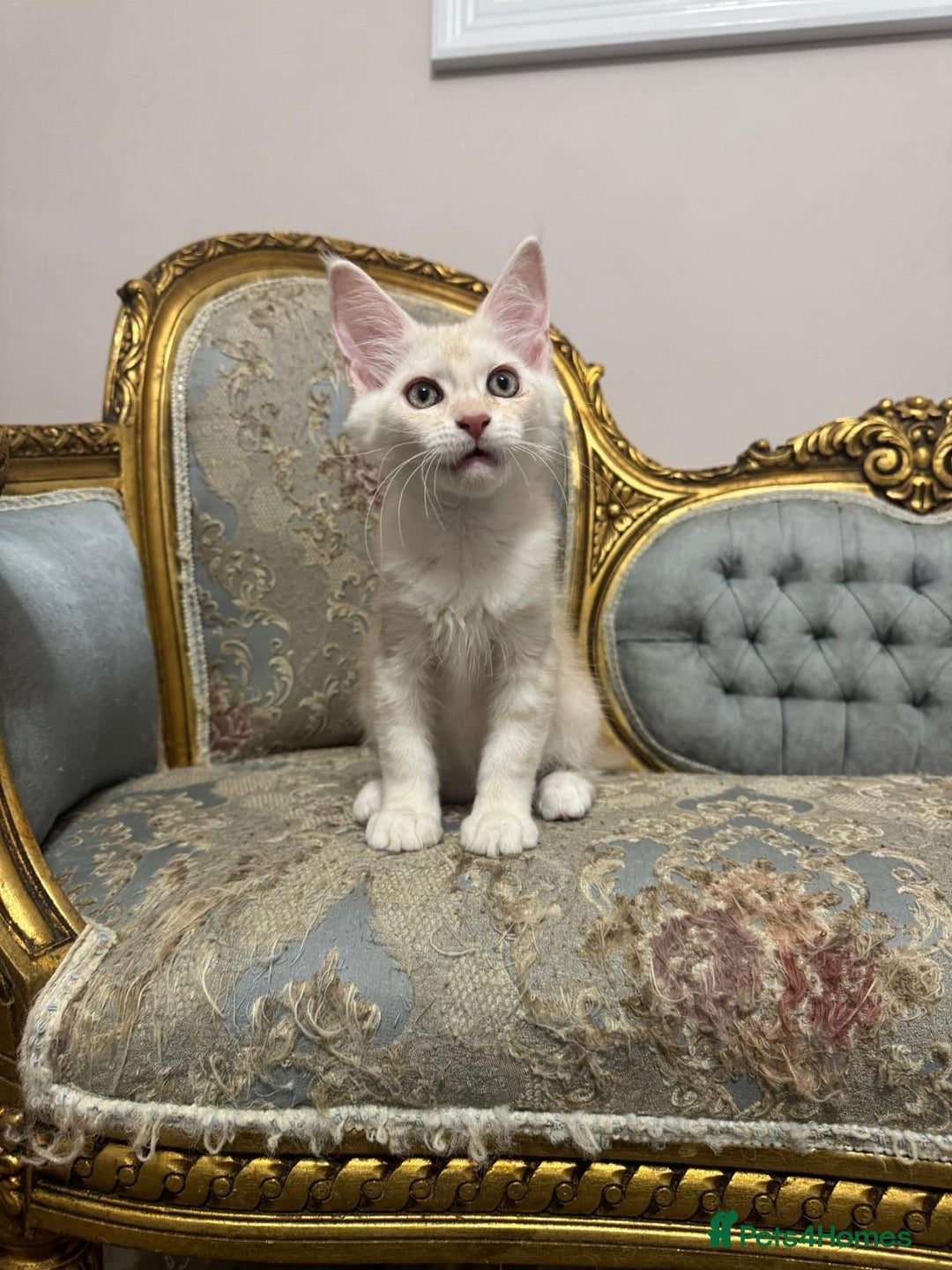 Maine Coon cats for sale: Maine Coon Kittens 🏆 20+ gen 🧬 pedigree 🎄🎄🎄 - Advert 31