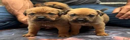 Rottweiler dogs for sale: Rottweilerx in Worcester - Advert 6