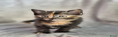 Mixed Breed Kitten 2