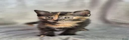 Mixed Breed cats for sale: 4 female kittens available - Advert 16