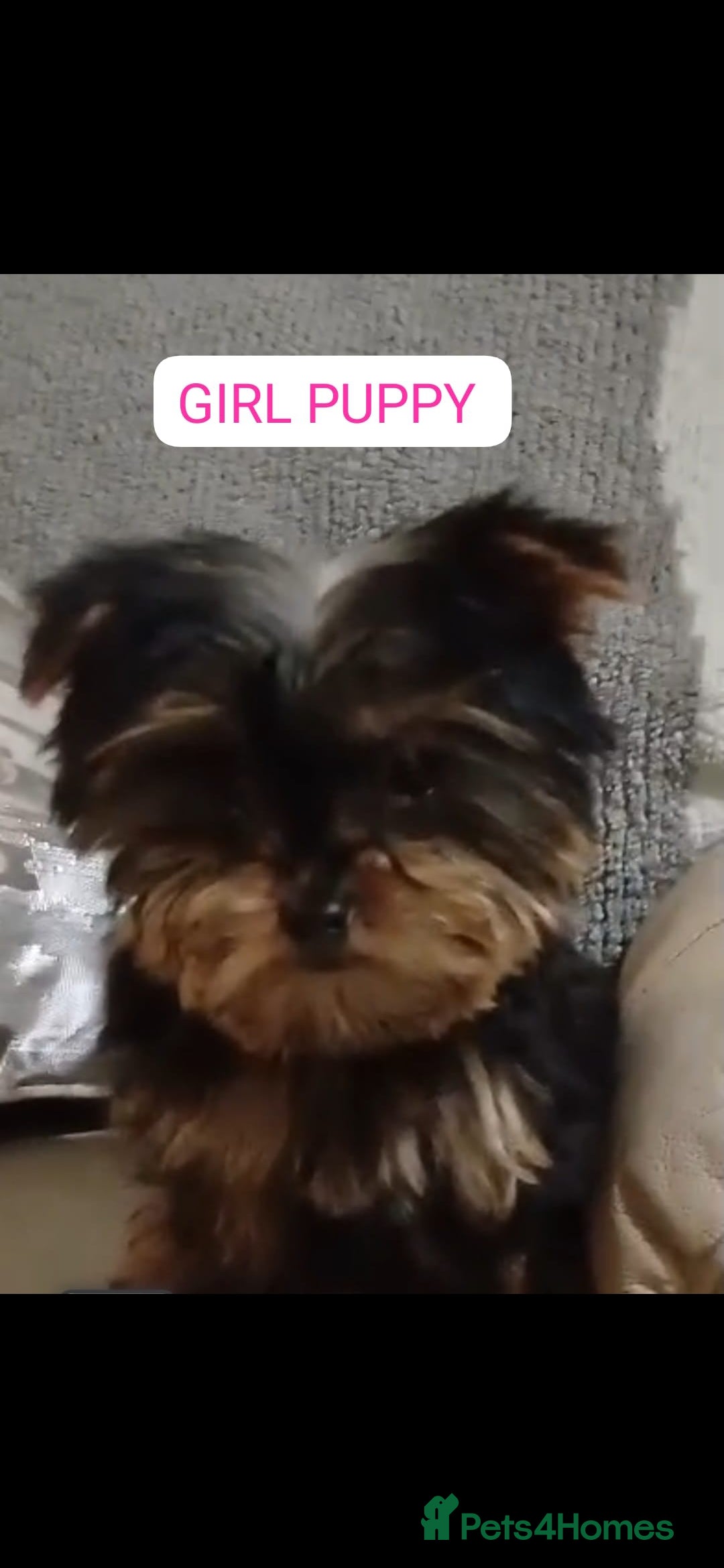 Yorkshire Terrier dogs for sale: 5 beautiful yorkshire terrier puppies for sale - Advert 7