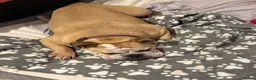 English Bulldog dogs for sale: English bulldog  - Advert 3