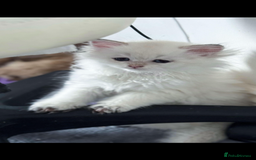 Scottish Fold cats for sale: purebred kittens Gold Scottish Fold Chinchilla - Image 16