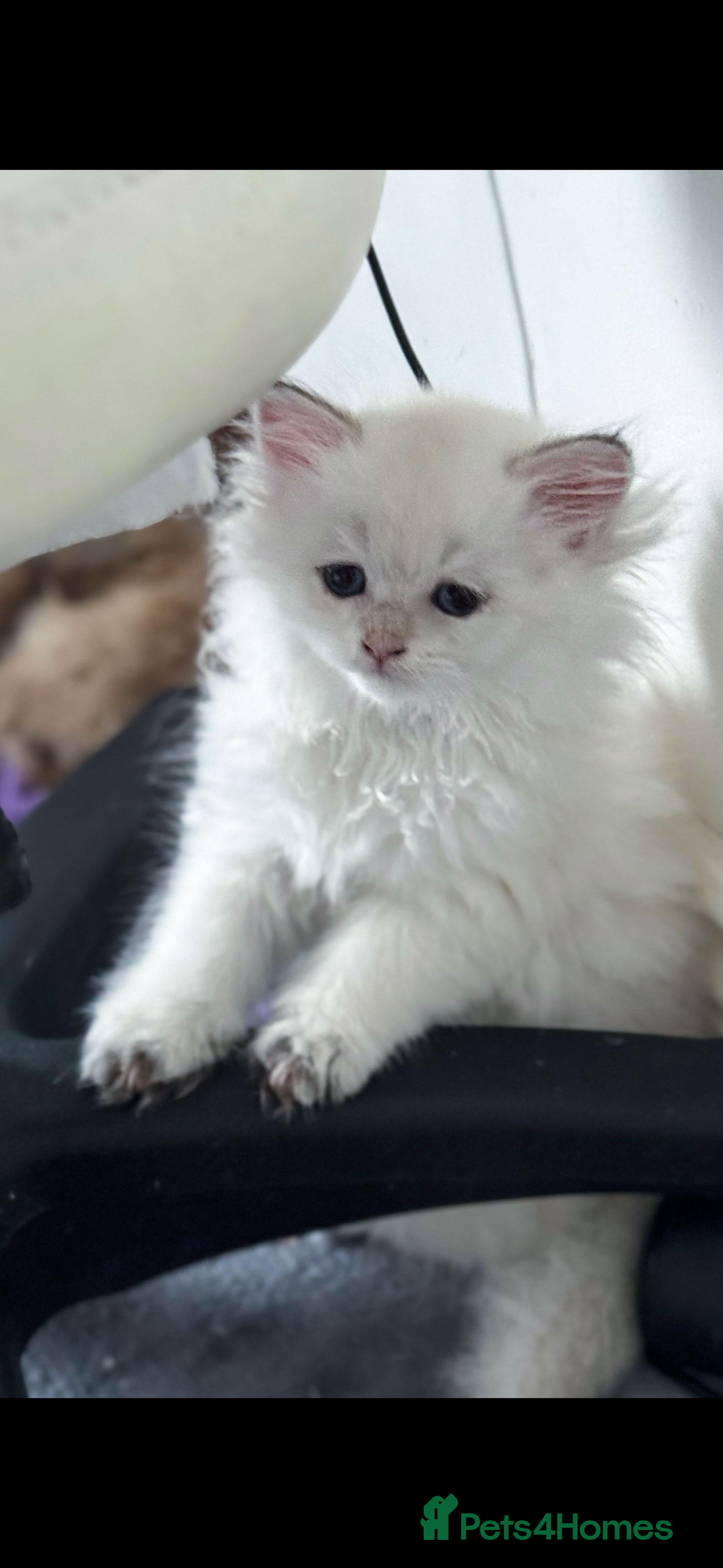 Scottish Fold cats for sale: purebred kittens Gold Scottish Fold Chinchilla - Image 16