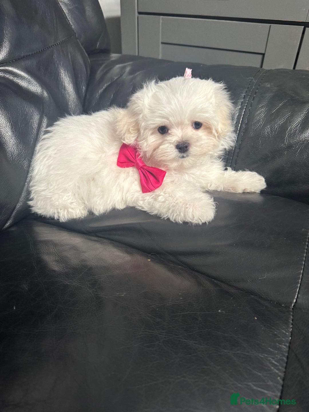 Maltese dogs for sale: 🥰 Gorgeous puppies 🥰🥰 - Image 11