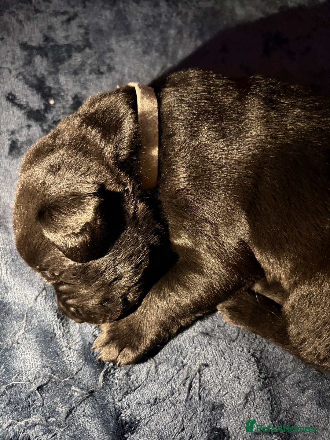 Borador dogs for sale: Lab collie pups  - Advert 6