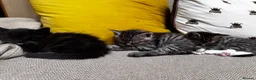 Maine Coon cats for sale: 5 Maine Coon kittens looking for their homes 🐾 - Advert 14