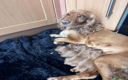 Miniature Poodle dogs for stud: Dark Red Miniature Poodle Stud Package Available in Southampton - Image 15