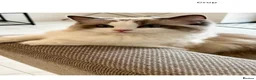Ragdoll cats for sale: Pedigree Ragdoll Registered Kittens  🌸  - Advert 33
