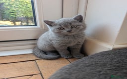 British Shorthair cats for sale: Two remaining British blue shorthair kittens  - Image 13