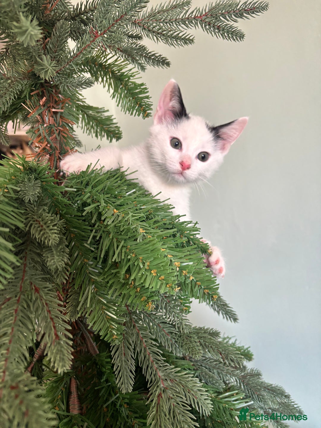 Mixed Breed cats for sale: 2 male kittens  - Advert 8