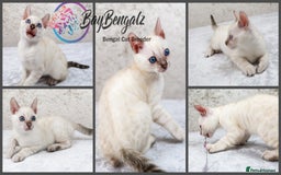 Bengal cats for sale: 1 Boy left, Bengal Snow kittens from RW TGC Sire - Image 5