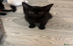 Mixed Breed cats for sale: Mixed breed adorable kittens in Waltham Cross - Image 21