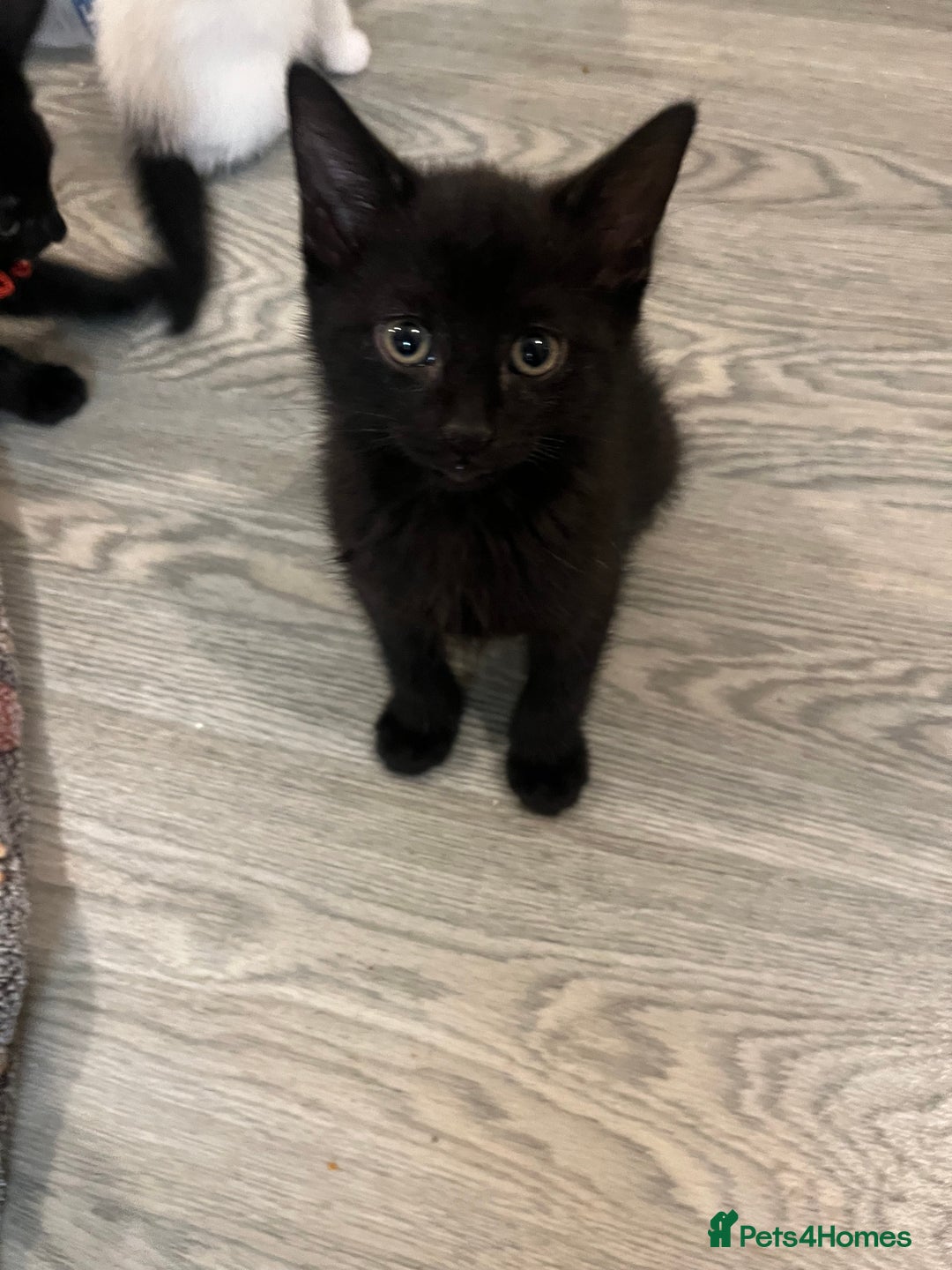 Mixed Breed cats for sale: Mixed breed adorable kittens in Waltham Cross - Image 21