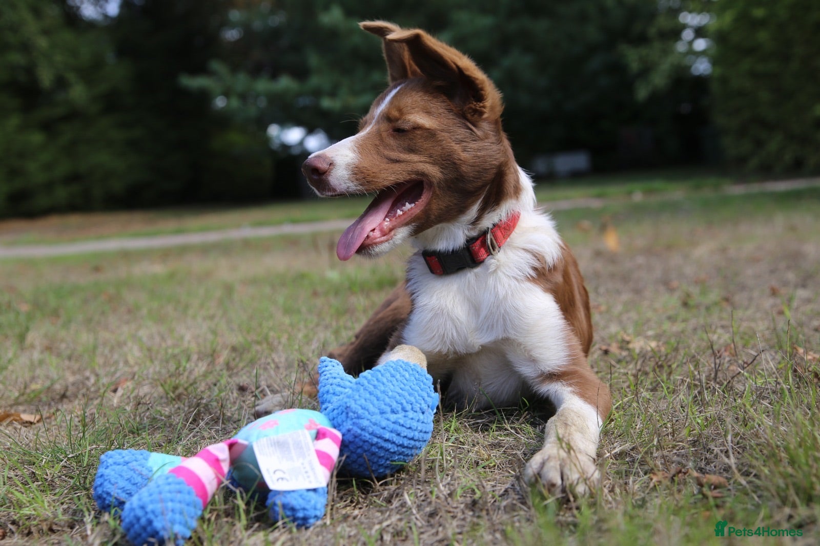 Border Collie dogs Health Tested R&W Border Collie Male - Advert 1