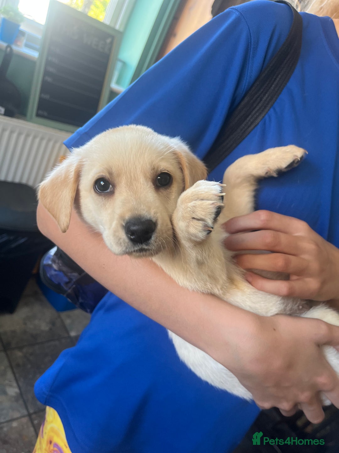 Labrador Retriever dogs for sale: Labrador puppies  - Image 7