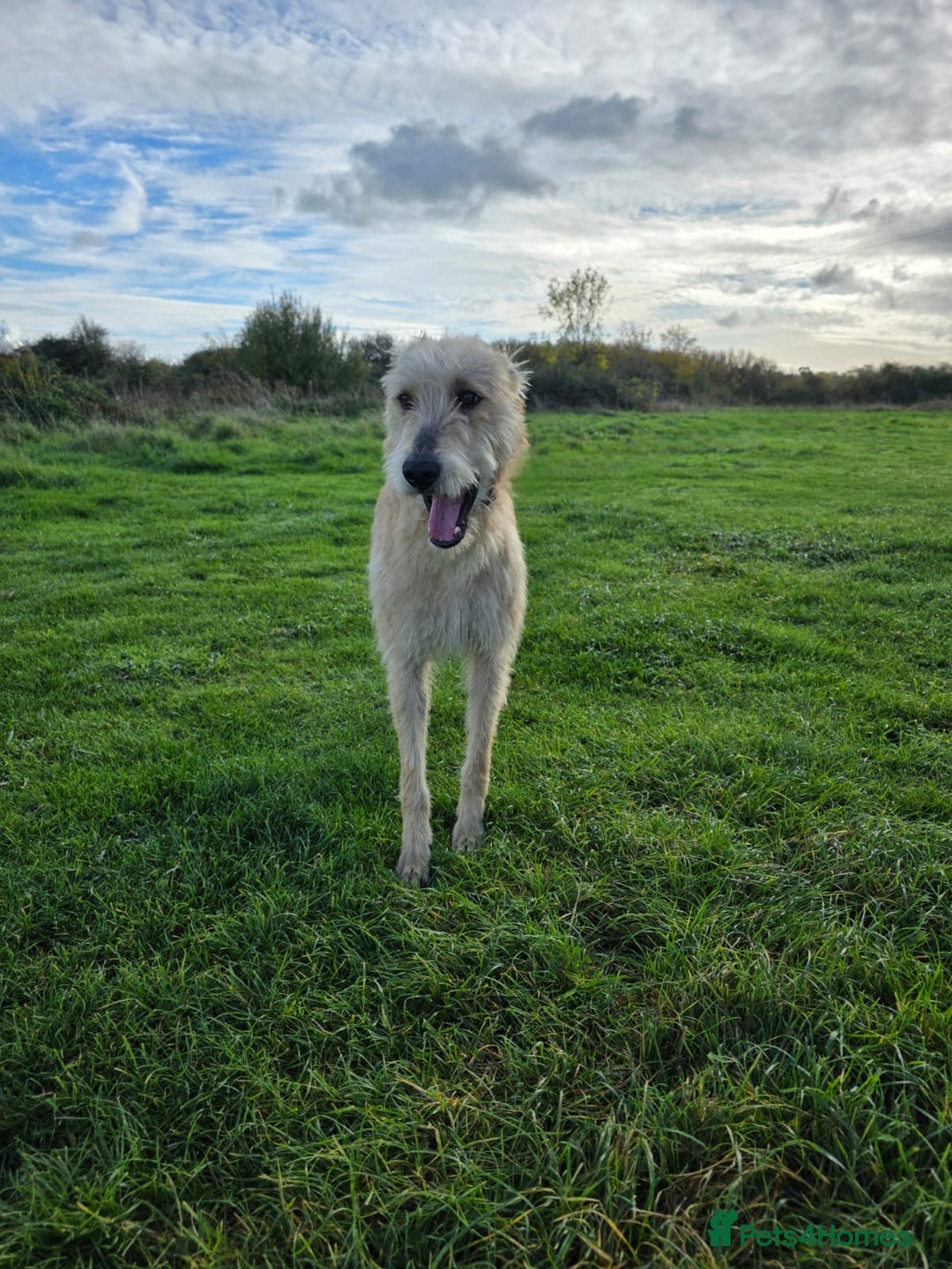Lurcher dogs for sale: Lurcher boy for sale  - Image 5