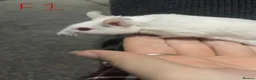 Mouse rodents for sale: Multimammates  - Advert 3