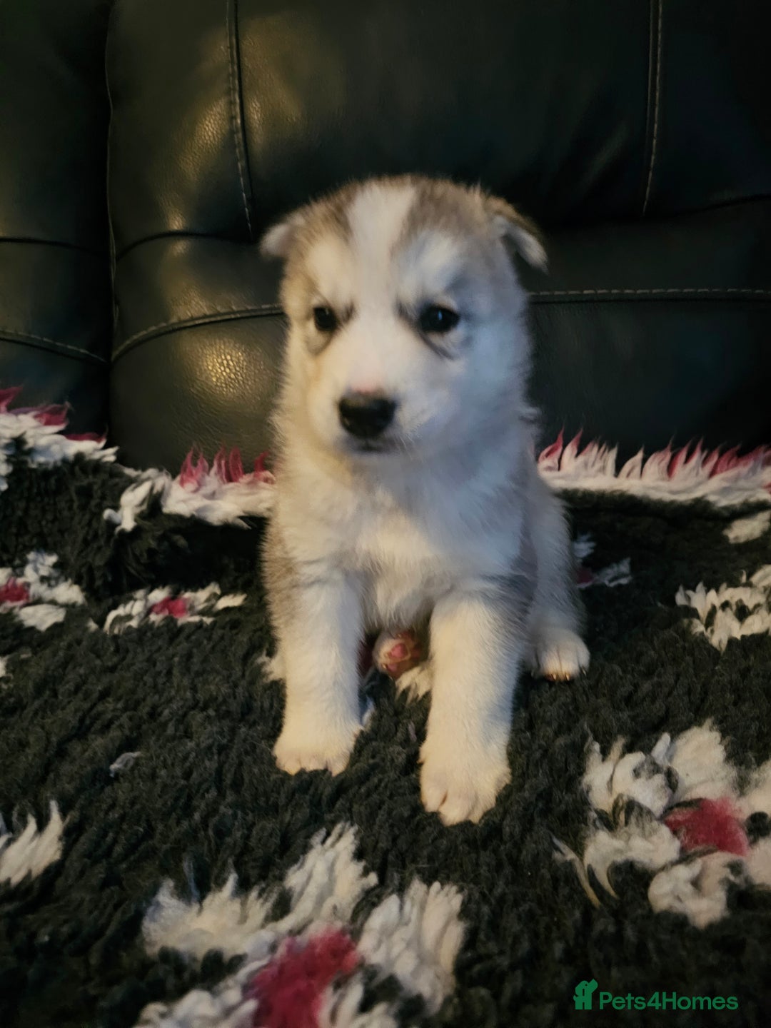 Siberian Husky dogs for sale: 5 beautiful siberian husky fur babies - Advert 7