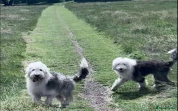 Old English Sheepdog dogs for sale: Old English Sheepdog pups due September  - Image 5