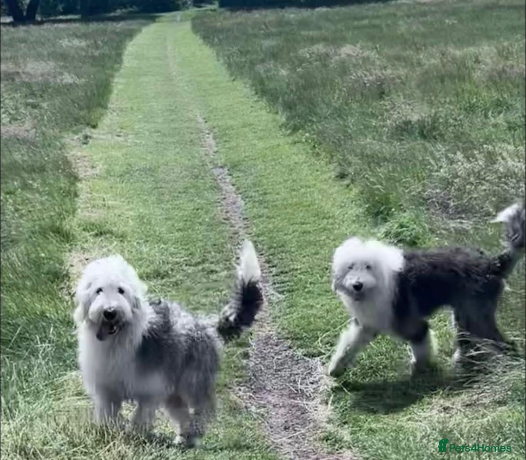 Old English Sheepdog dogs for sale: Old English Sheepdog pups due September  - Image 5