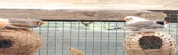 Finches birds for sale: Zebra finch - breeding adult and babies - Advert 4
