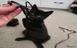 Mixed Breed cats for sale: 1 ginger male and 1 black male - Image 14