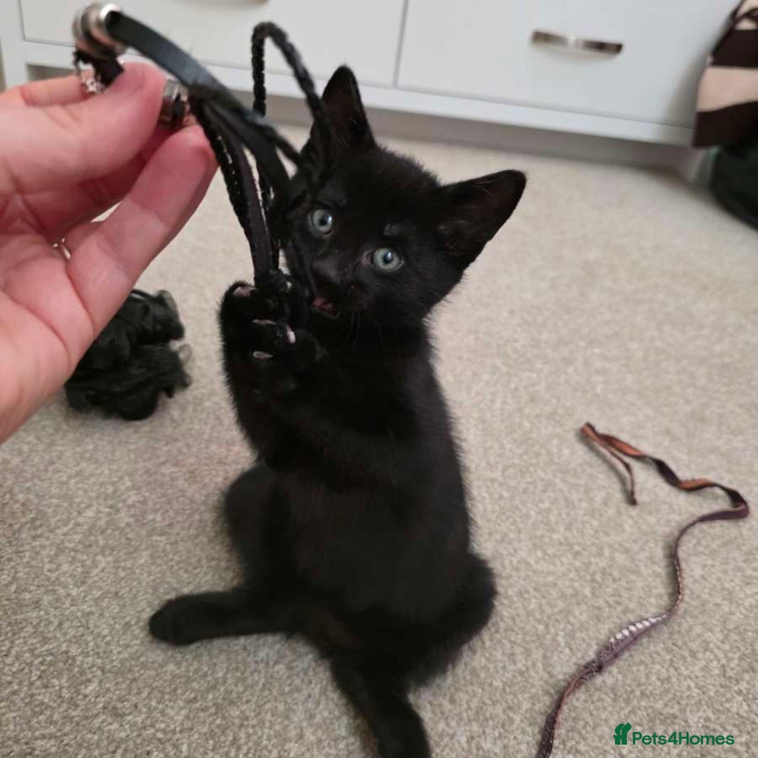 Mixed Breed cats for sale: 1 ginger male and 1 black male - Image 14