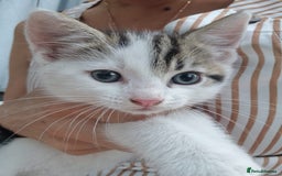 British Shorthair cats for sale: 5 kittens for sale( 4 female ,1 male - Image 15