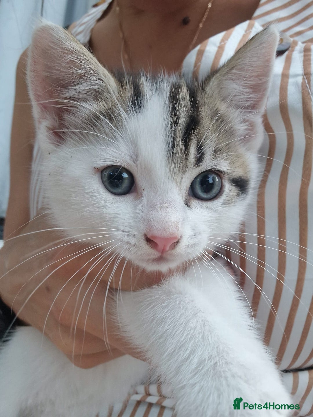 British Shorthair cats for sale: 5 kittens for sale( 4 female ,1 male - Image 15