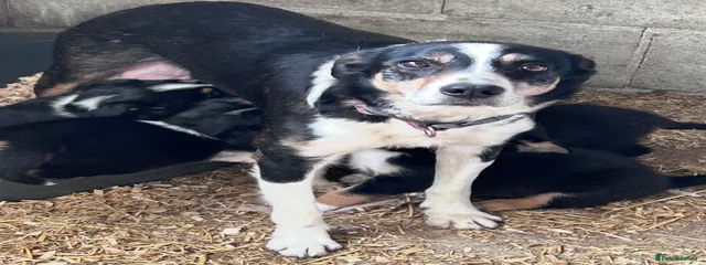 Maggie 