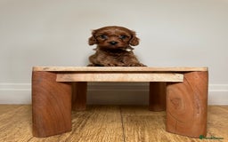 Cavapoo dogs for sale: F1 Cavapoo puppies.  - Image 14