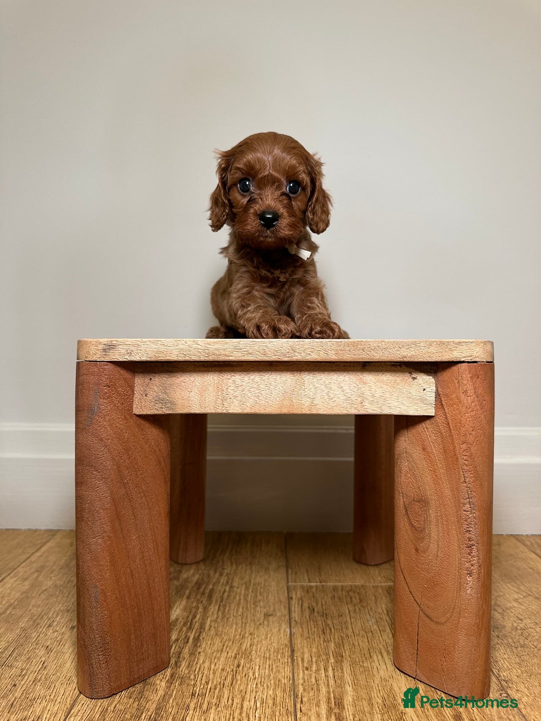 Cavapoo dogs for sale: F1 Cavapoo puppies.  - Image 14