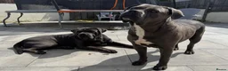 Cane Corso dogs for sale: CANE CORSO CHAMPION BLOODLINE PEDIGREE PUPPIES  - Advert 1