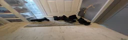 Yorkshire Terrier dogs for sale: Yorkshire terriers puppies  - Advert 3