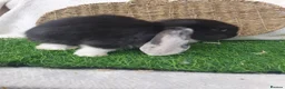 French Lop rabbits for sale: Giant French Lop babies - Advert 10