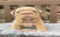 English Bulldog dogs for sale: KC REGISTERED LILAC & TAN ENGLISH BULLDOG PUPS - Image 10
