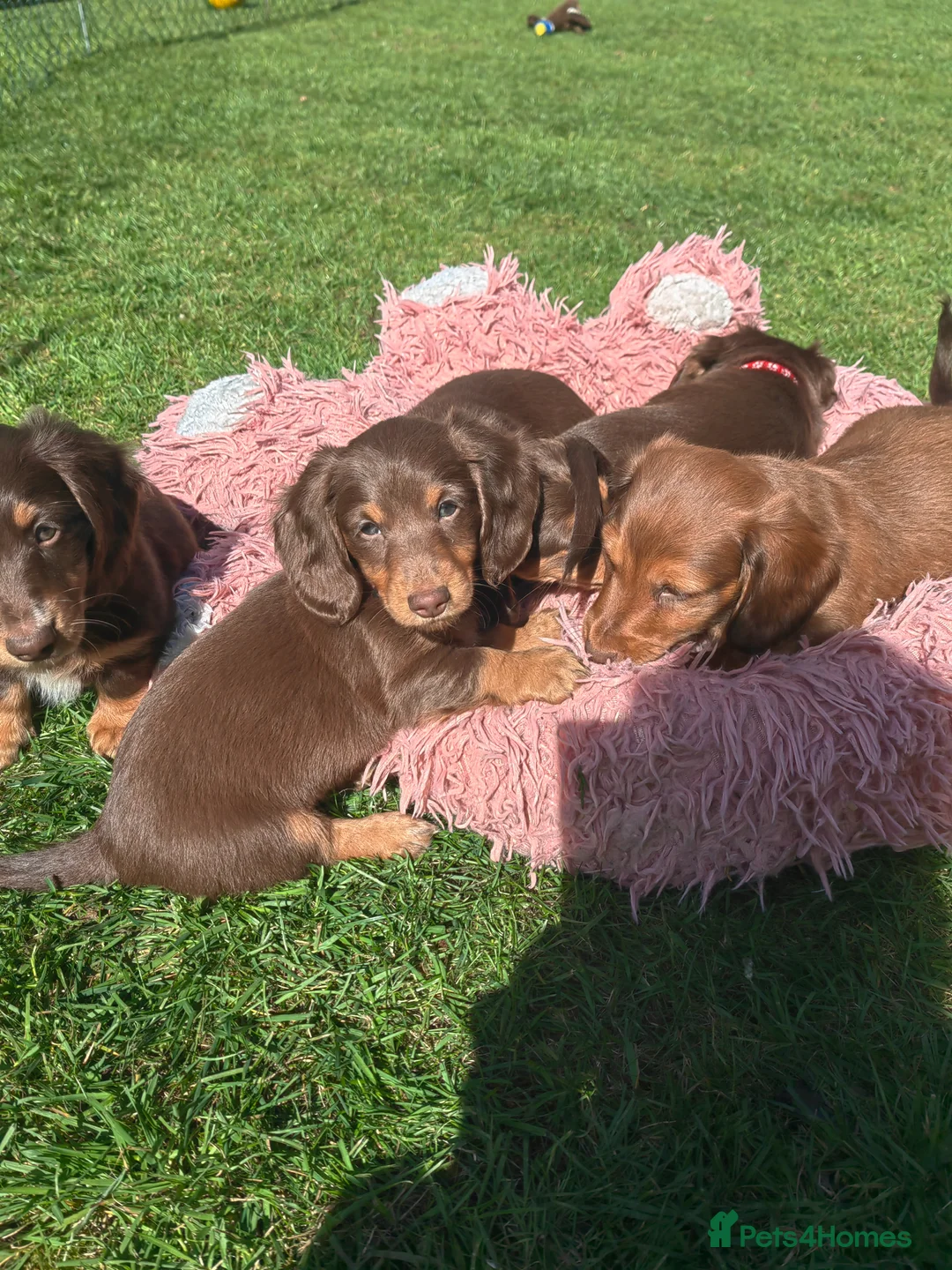 Miniature Dachshund dogs for sale: Puppies of the miniature long-haired dachshund.  - Advert 38