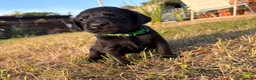Labrador Retriever dogs for sale: 2 Boys Avaliable now for collection - Advert 26
