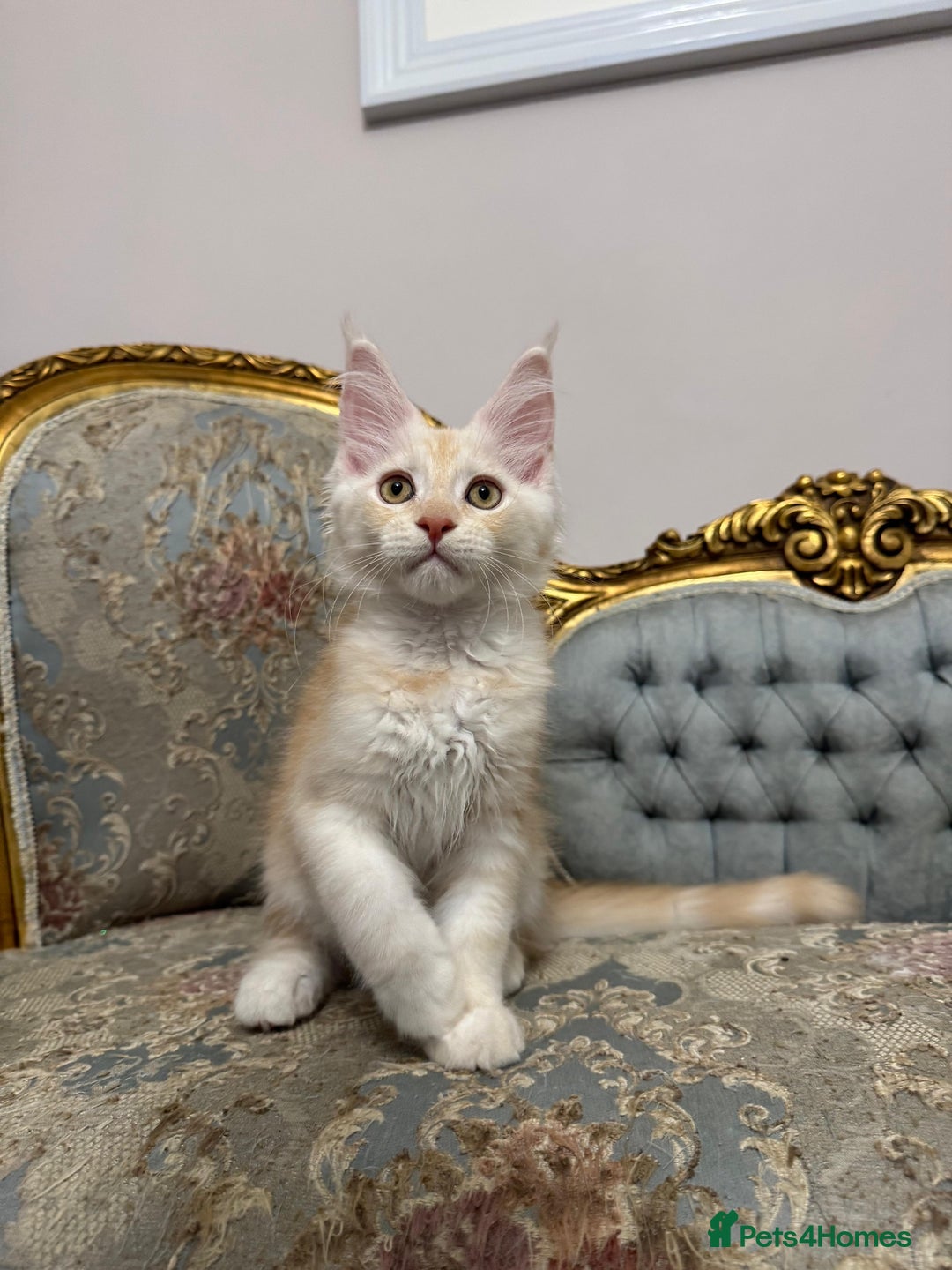 Maine Coon cats for sale: Maine Coon Kittens with Elite Heritage 🌟🌟🌟🌟🌟 - Image 7