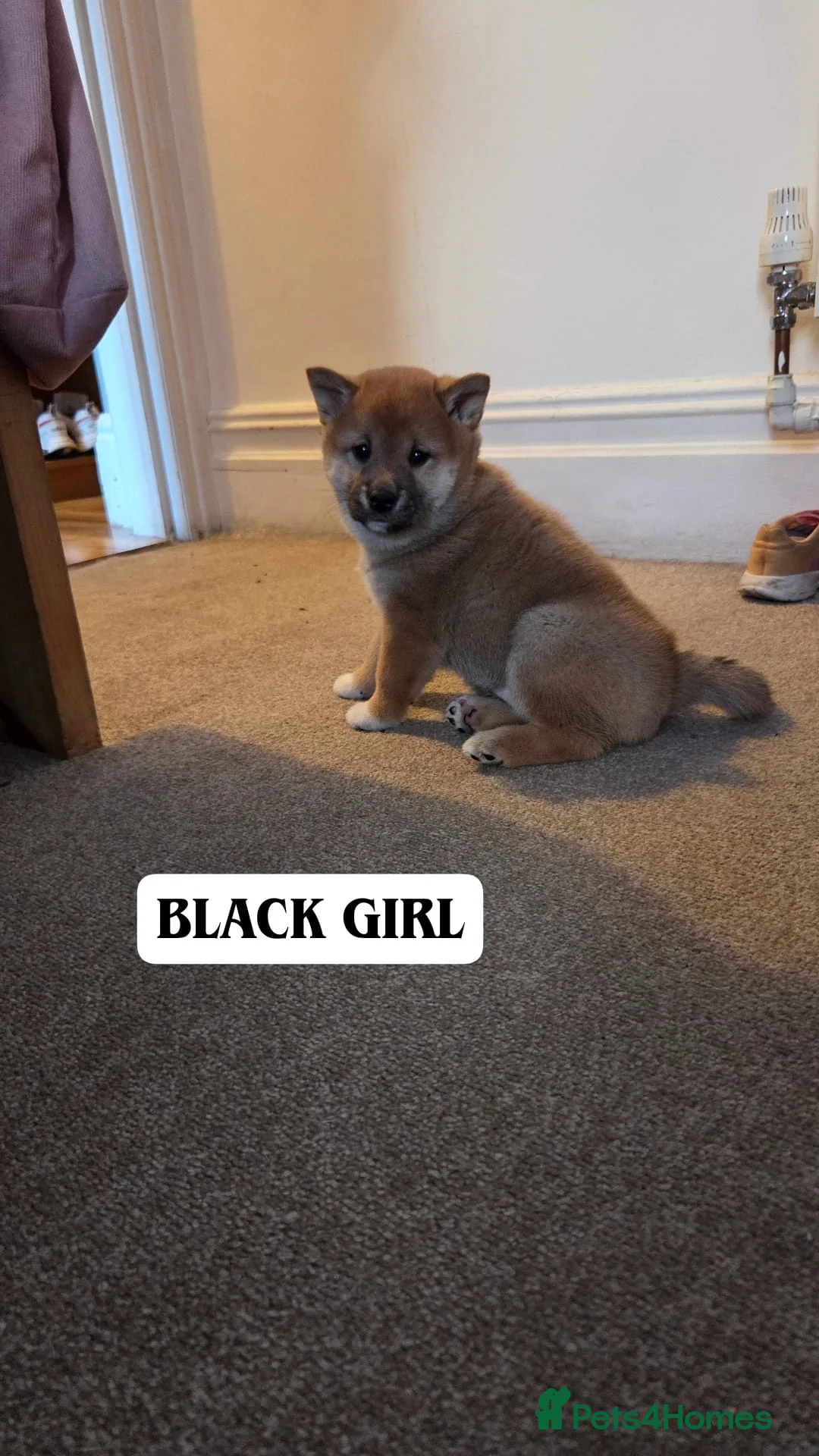 Japanese Shiba Inu dogs for sale: Puppy Shiba inu female - Advert 19