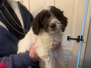 Cockapoo dogs F1 Cockapoo puppies Ready Now - Advert 16