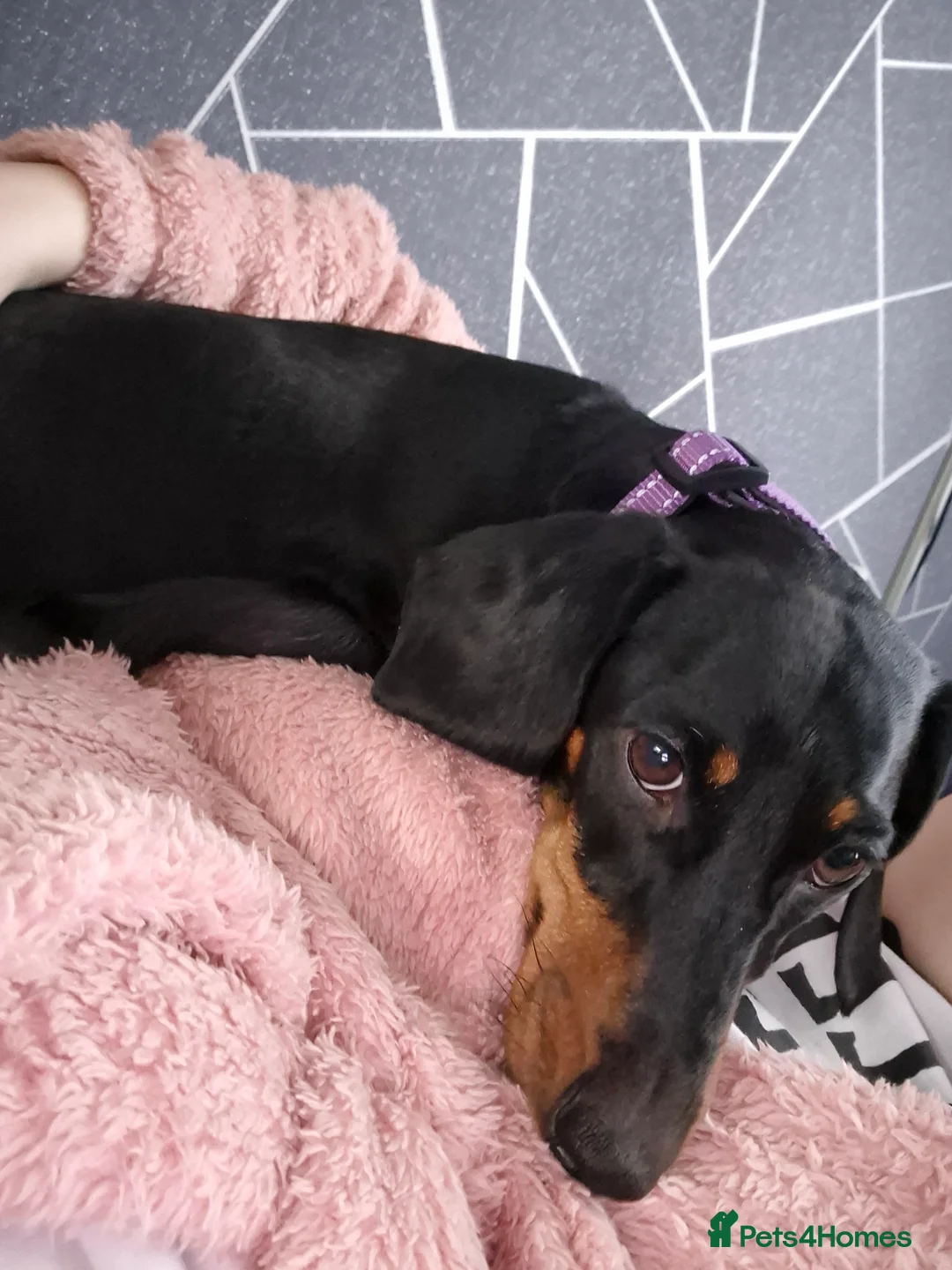 Miniature Dachshund dogs for sale: Beautiful dachshund pups - Advert 1