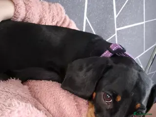 Miniature Dachshund dogs Beautiful dachshund pups - Advert 12